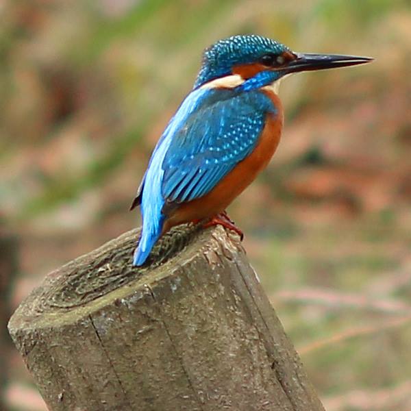 Eisvogelschutz im Leipziger Floßgraben